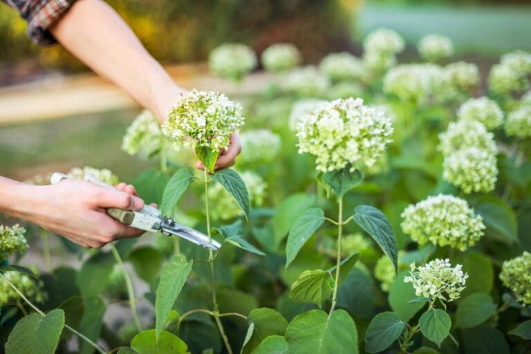 If Your Hydrangeas Look Healthy But Won’t Bloom, Here Are 13 Cutting Mistakes Quietly Keeping The Flowers Away