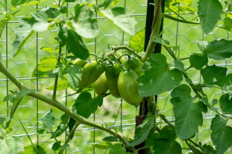 If Your Tomatoes Are Still Green And Stubborn On The Vine, Here Are 8 Things Quietly Slowing The Ripening