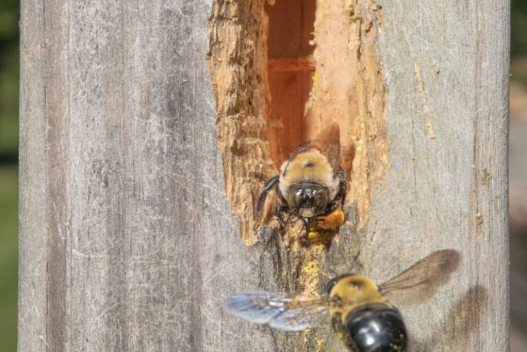 What It Really Means When A Carpenter Bee Keeps Drilling Into Your North Carolina Deck Railing