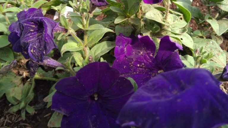If Your Petunias Suddenly Quit Blooming In Late Summer, Here Are 13 Silent Culprits (And The Fix For Each)