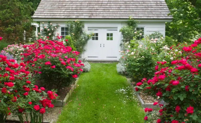 The One Thing North Carolina Knockout Roses Need In Late Summer Or They Quit Blooming Before October