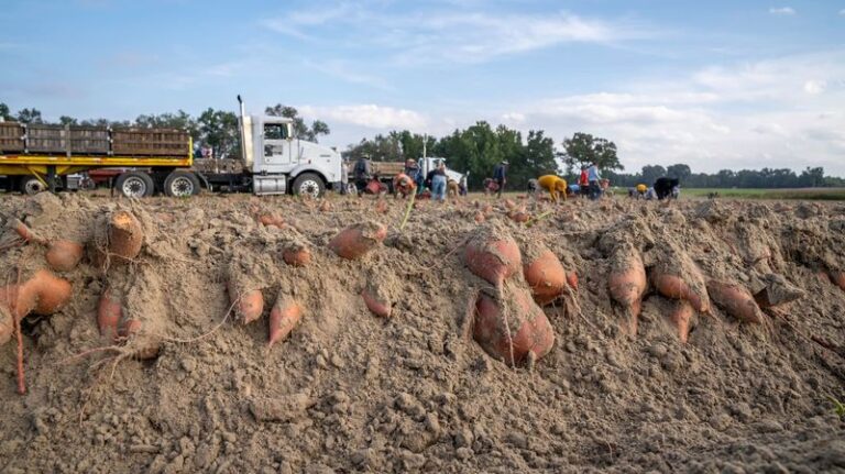Why Sweet Potatoes Practically Grow Themselves In North Carolina’s Sandy Soil