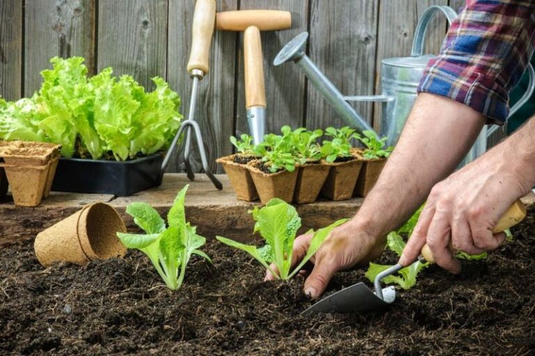 The Key Establishment Practice North Carolina Fall Lettuce Needs When You Seed It In Late Summer