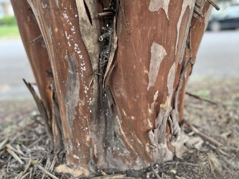 Why Your North Carolina Crape Myrtle Keeps Sending Up Suckers No Matter How Often You Cut Them