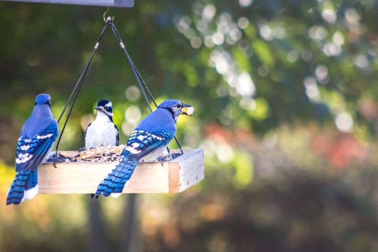 If These 18 Birds Show Up In Your Backyard, You’re Doing Everything Right
