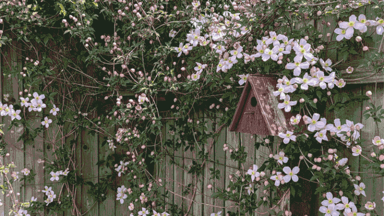 If Your Clematis Sulks And Barely Blooms, Here Are 17 Easy Rescues That Bring The Vine Back To Life