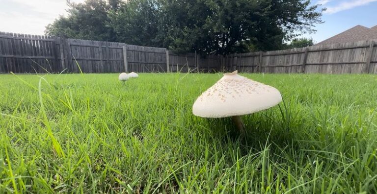 If White Mushrooms Keep Popping Up In Your Lawn, Here Are 15 Things They’re Telling You