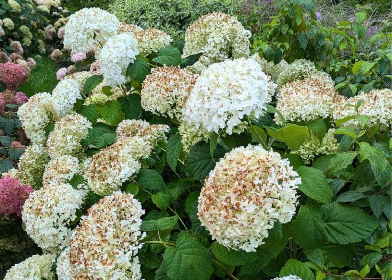 If Your Hydrangeas Wilt And Fade Every Afternoon, Here Are 8 Signs They’re Getting Too Much Sun (And The Fix For Each)