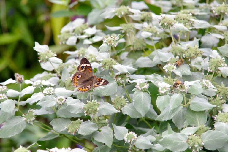 The Most Underrated North Carolina Native Perennial That Quietly Keeps Ticks Off Your Border While Feeding Pollinators All Season
