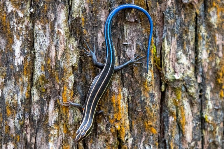 What It Really Means When A Skink Loses Its Blue Tail In Your North Carolina Yard
