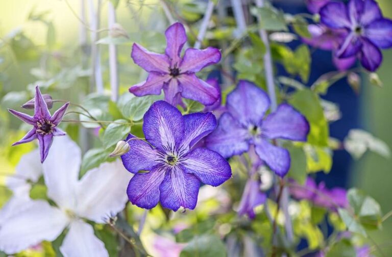 If Your Clematis Blooms Small Or Faded, Here Is Exactly How To Check Conditions And Feed It Wisely For Better Future Flowers