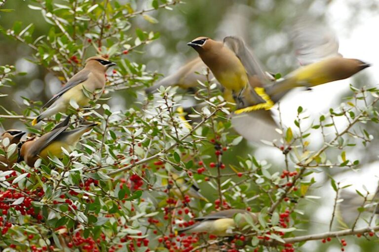 What It Really Means When Cedar Waxwings Descend On Your North Carolina Yard In Fall