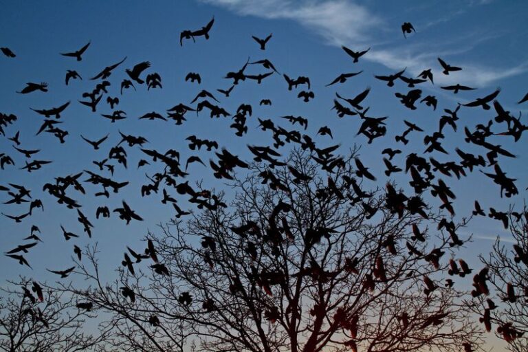 What It Really Means When Crows Keep Gathering In Your North Carolina Yard At Dusk