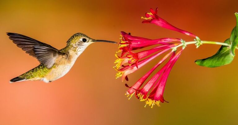 Plant This One Native And North Carolina Hummingbirds Will Claim Your Yard Every Summer