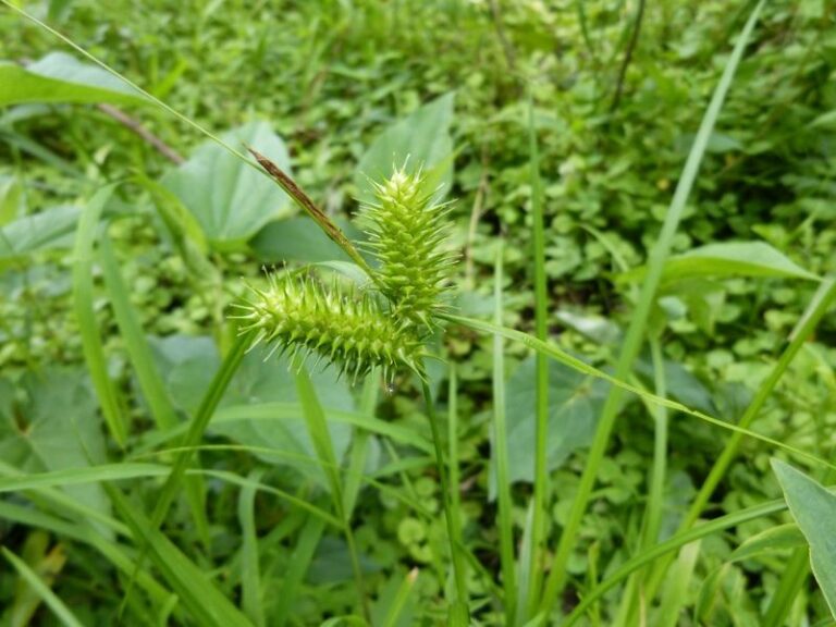 The Most Underrated North Carolina Native Sedge That Thrives In The Soggy Strip By Your Downspout