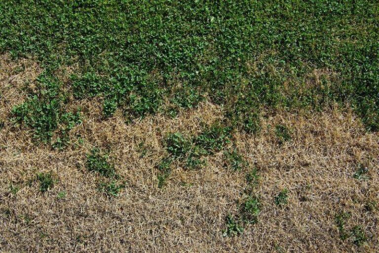 If Your Lawn Turns Brown And Crispy In The August Heat, Here Are 13 Fixes Before The Damage Spreads