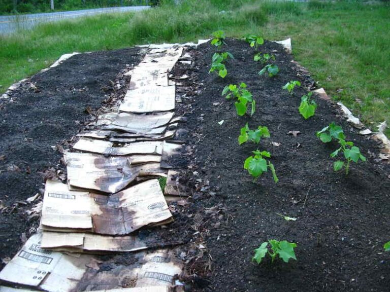 The One Thing North Carolina Garden Beds Need Under Their Mulch This Fall Or Weeds Take Over By Spring