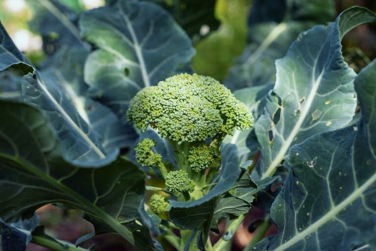 If Your Fall Broccoli Grows Big Blue-Green Leaves But Only Loose, Scattered Heads, Warm Soil Is Buttoning It Early