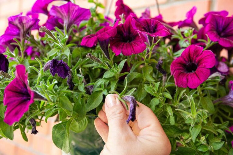 9 Petunia Mistakes That Quietly Rob You Of A Full Bloom Season
