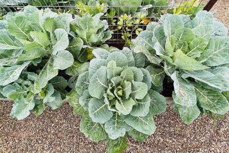 The One Thing North Carolina Collard Greens Need Planted By Late Summer To Improve Your Long Fall Harvest