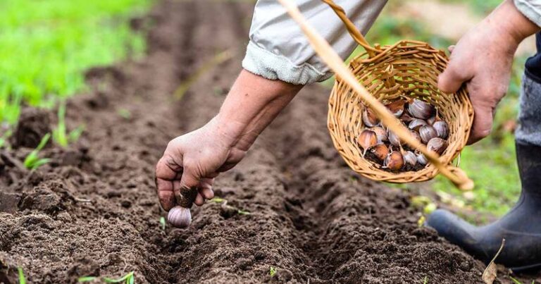 The One Thing North Carolina Garlic Needs When You Plant It This Fall Or The Bulbs Stay Small