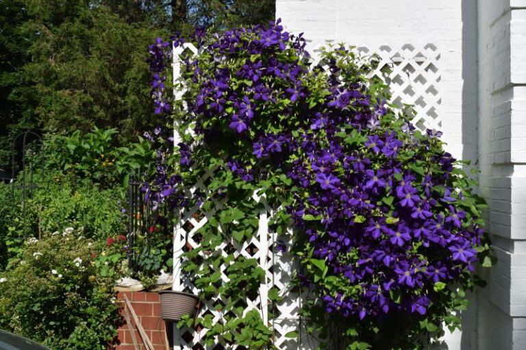 If Your Clematis Pours Out Vines But Skips The Flowers, Here’s The One Pruning Mistake Quietly Costing You Blooms