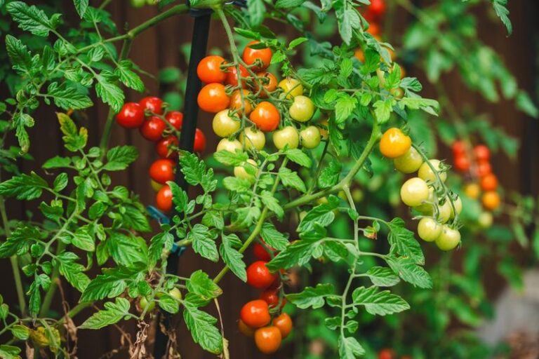 Harvest Mature, Color-Changing Tomatoes Before Forecast Heavy Rain to Reduce Splitting Risk