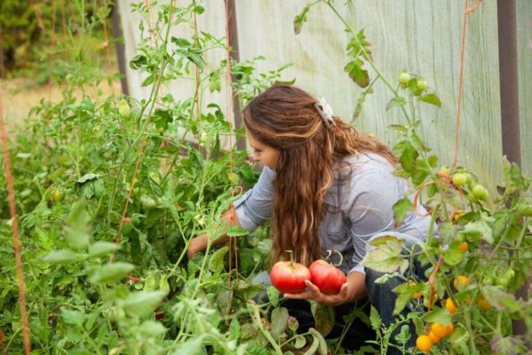 If Your Fall Tomatoes Won’t Ripen Before The First Frost, One Late-Season Cut Pushes Them Over The Finish Line