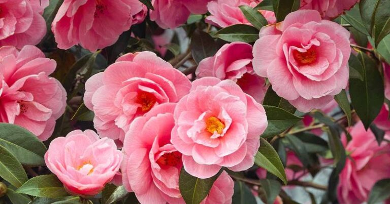 The One Thing North Carolina Camellias Need Before Fall Or They Quietly Skip Their Whole Bloom