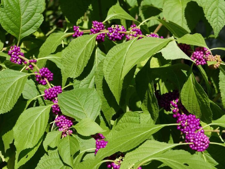 The Most Underrated North Carolina Native Shrub That May Complement Your Yard’s Tick-Management Edge
