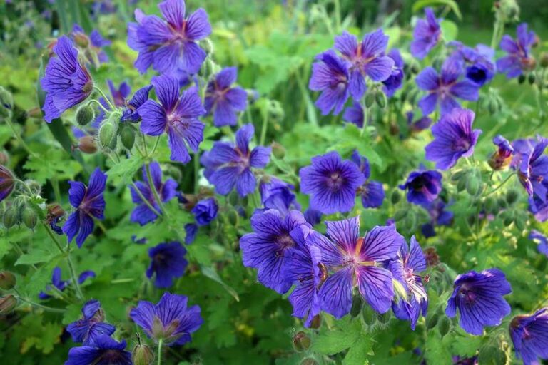 15 Easy Changes That Make Your Perennial Geraniums Bloom Stronger And Longer