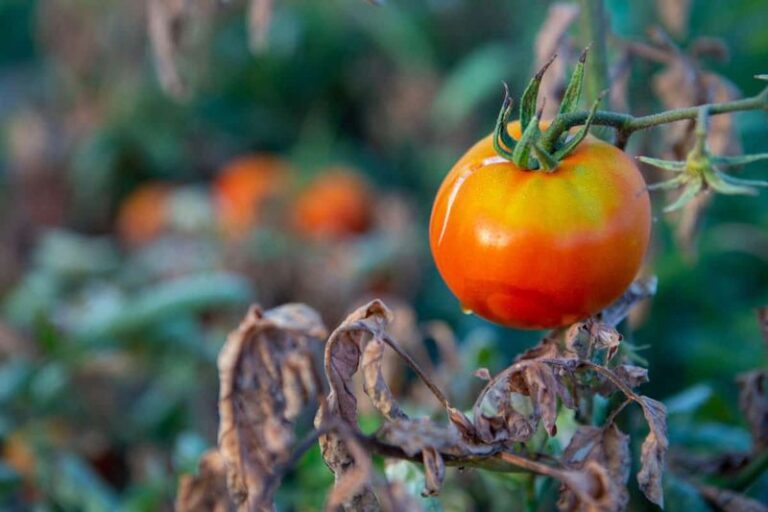 If Your Tomatoes Stopped Setting Fruit In The Heat, Here Are 13 Fixes To Get Them Producing Again Before Fall
