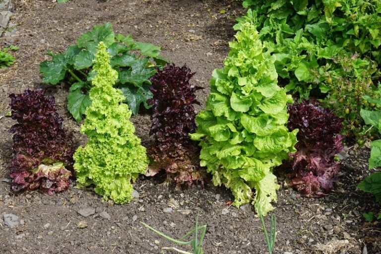 If Your Fall Lettuce Turns Bitter And Bolts Early, Warm Soil Is Rushing It Out Of The Bed