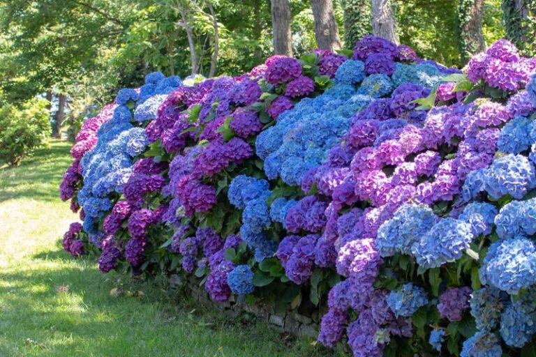 If Your Hydrangeas Turn Muddy Purple Instead Of True Blue, Your Soil Is Missing One Thing