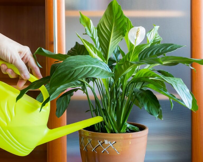 If Your Peace Lily Has Brown Tips, Here’s The Watering Fix That Turns The Leaves Green Again