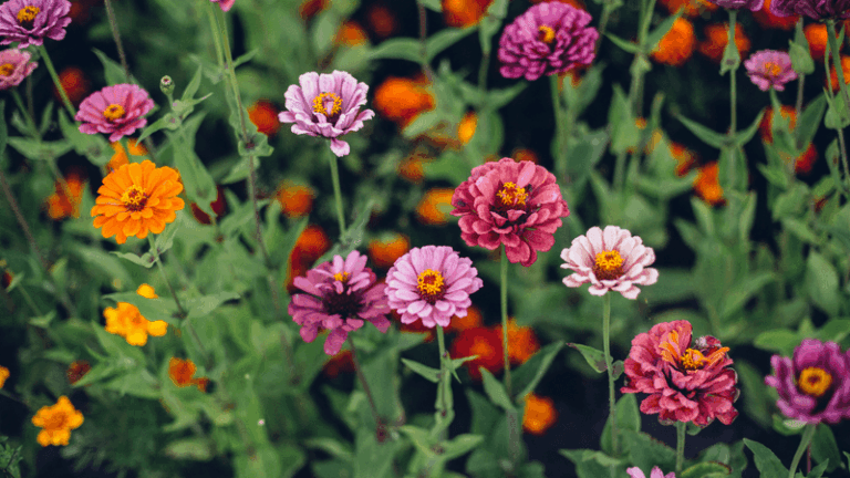 32 Beautiful Plants To Grow Instead Of Marigolds When Your Beds Feel Overused
