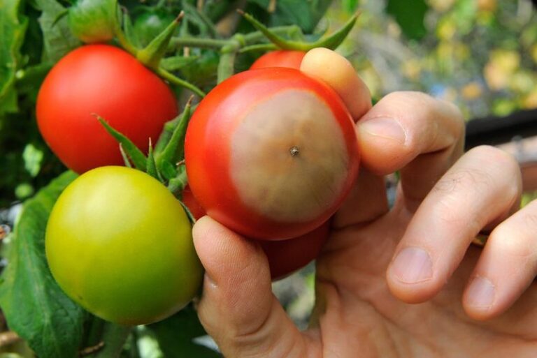 17 Reasons Your Tomatoes Rot At The Bottom (And How To Stop It Before It Spreads)