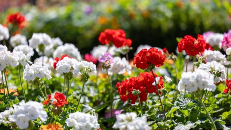 If Your Geraniums Bloom Weak And Faded By Midsummer, Here Are 15 Simple Habits That Keep The Color Coming All Season