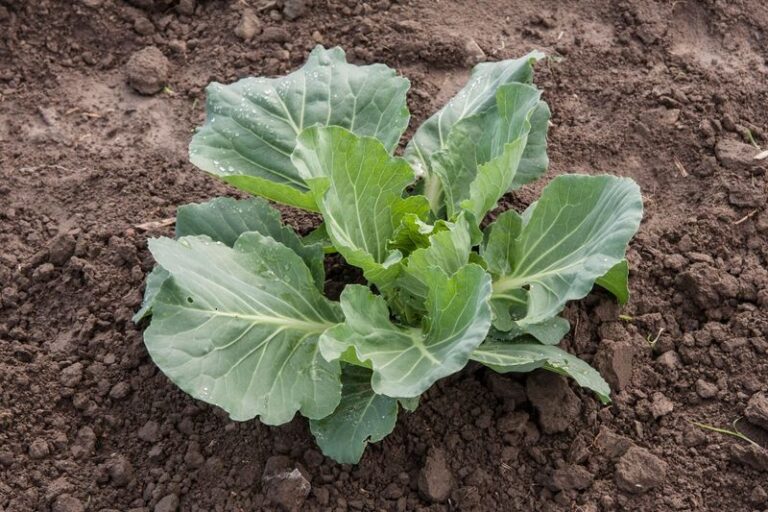 If Your Fall Cabbage Has Big Outer Leaves but No Head, Check This Spacing Problem First
