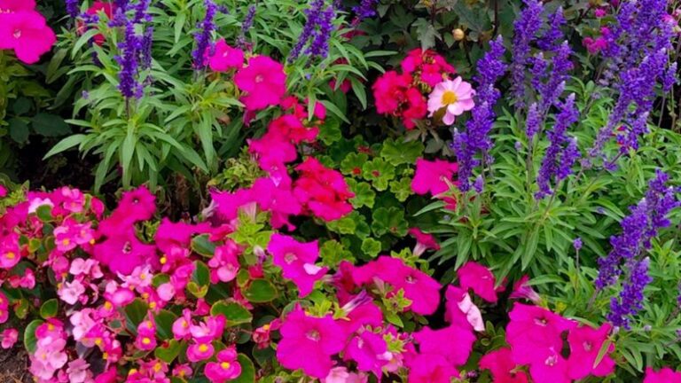 If Your Petunias Keep Disappointing You, Here Are 18 Easier Blooms To Grow In Their Place