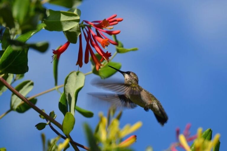 The One North Carolina Native That Hummingbirds Claim The Moment It Blooms In Your Yard