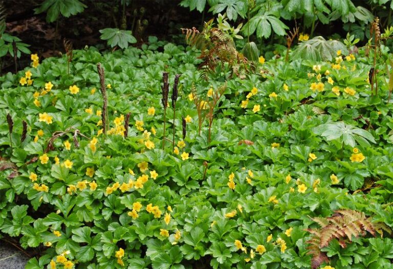 The Native North Carolina Groundcovers That Carpet Deep Shade Where Even Liriope Gives Up