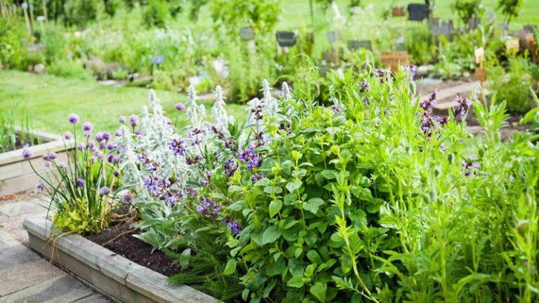 If Your Garlic Chives And Oregano Take Over The Bed But Basil And Cilantro Fizzle Out, Your Herbs Want Opposite Soil