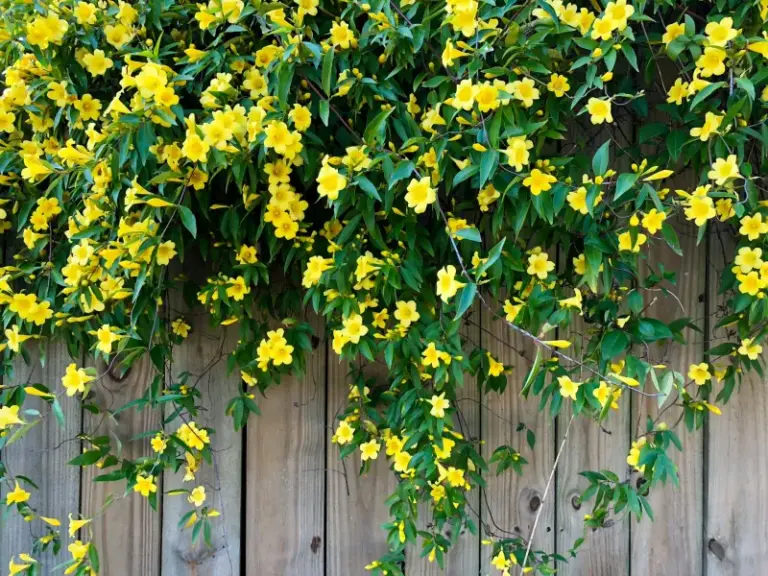 The Native North Carolina Vines That Grow Into A Living Privacy Screen Without A Single Fence Board