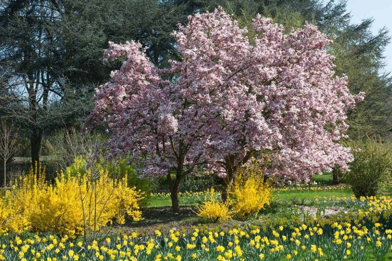 If Your Spring Beds Fizzle Before The Heat Hits, Here Are 15 Perennials That Kick Off The Show The Moment Winter Lets Go