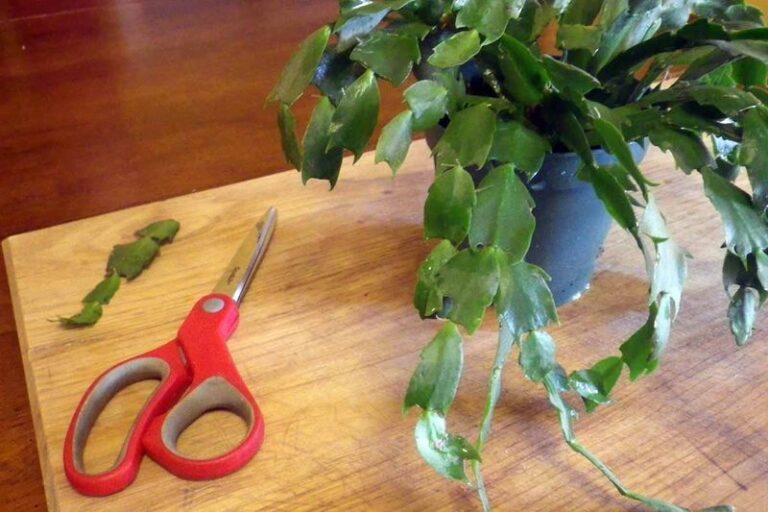 If You Want More Christmas Cacti For Free, Here’s How One Small Cutting Turns Into A Whole New Plant