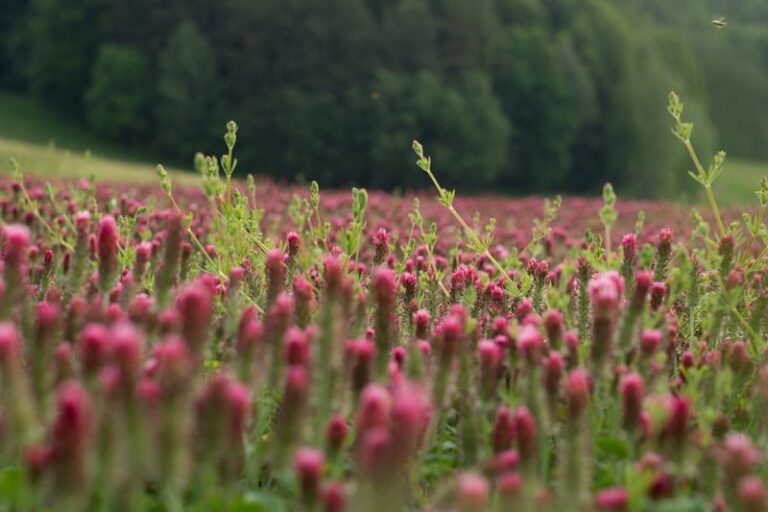 The Most Underrated North Carolina Cover-Crop Option You Sow In Fall For Soil That Builds Over Winter