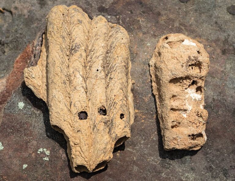 Why North Carolina Homeowners Should Never Knock Down The Mud Dauber Nests On Their Porch