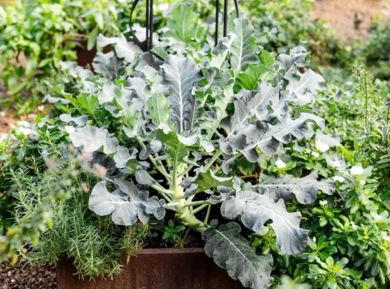 If Aphids Keep Colonizing Your Fall Broccoli, These Companion Plants Send Them Looking Elsewhere