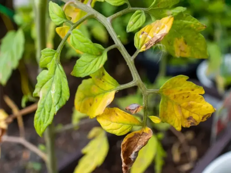 If Your Tomato Leaves Are Yellowing From The Bottom Up, Here Are 15 Causes And The Quick Fix For Each